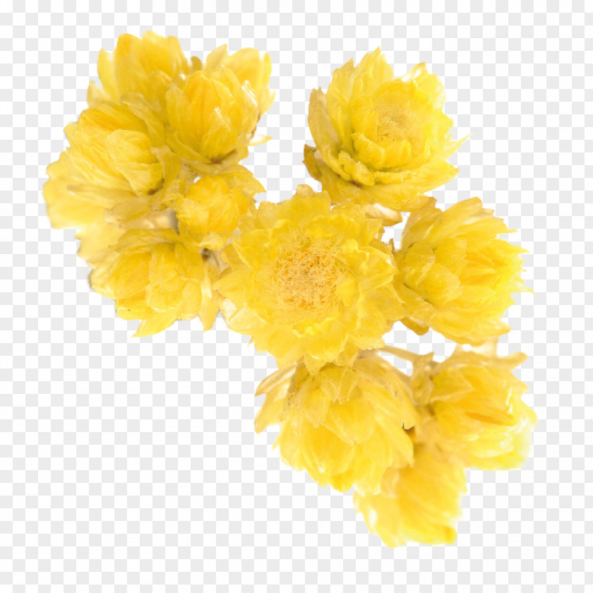 Qualité Cut Flowers Mimosa Petal PNG