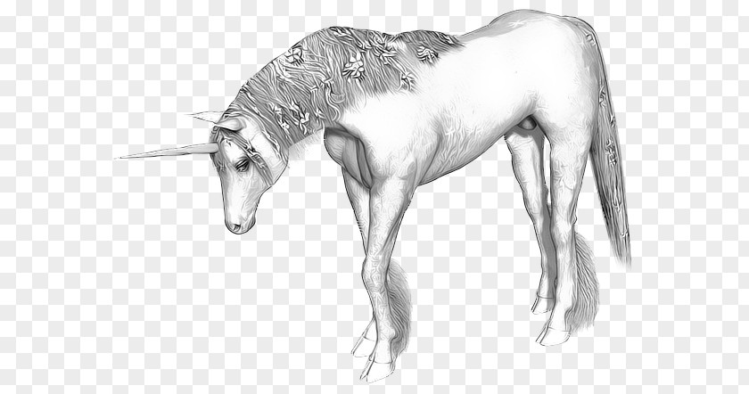 Unicorn Horn Horse Legendary Creature PNG