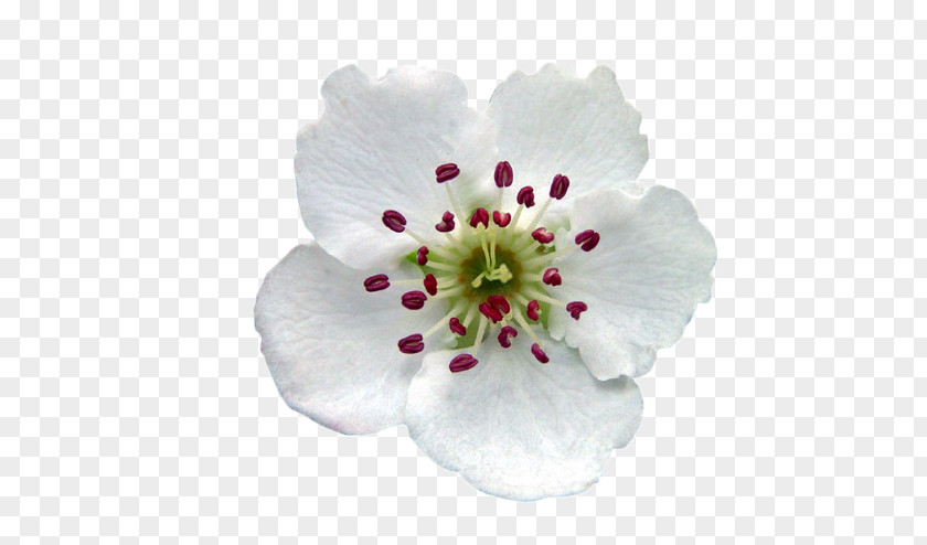 White Pear Flower PNG