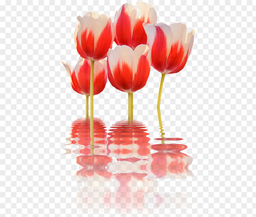 Flower Clip Art Desktop Wallpaper Spring Tulips Image PNG