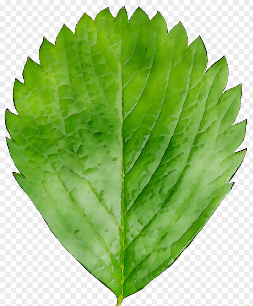 Leaf Greens Plant Pathology Herb PNG