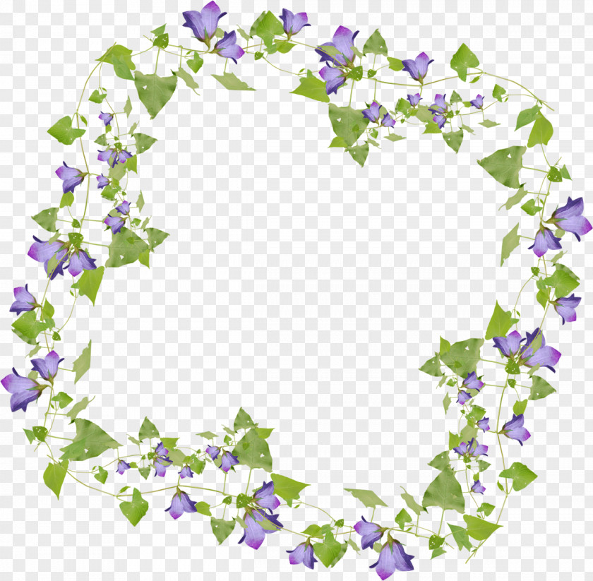 Morning Glory Frame Flower Floral PNG