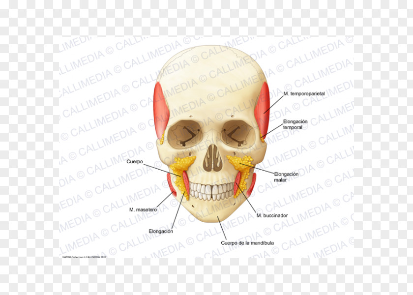 Nose Buccal Fat Pad Jaw Skull Ear PNG