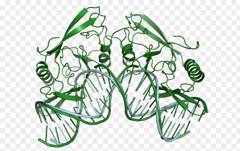 World Wide Web Server Computer Servers DNA Polymerase I PNG