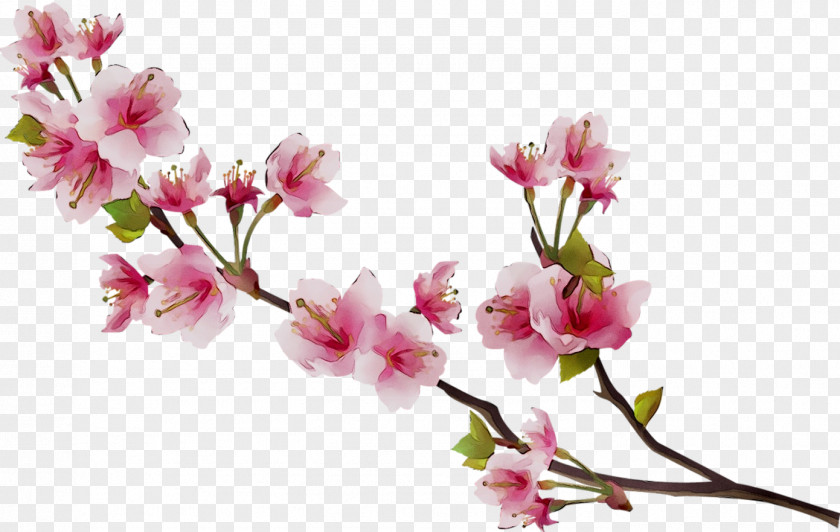 Cherry Blossom Image Flower PNG