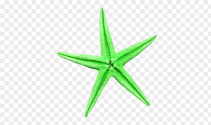 Green Starfish Sea PNG