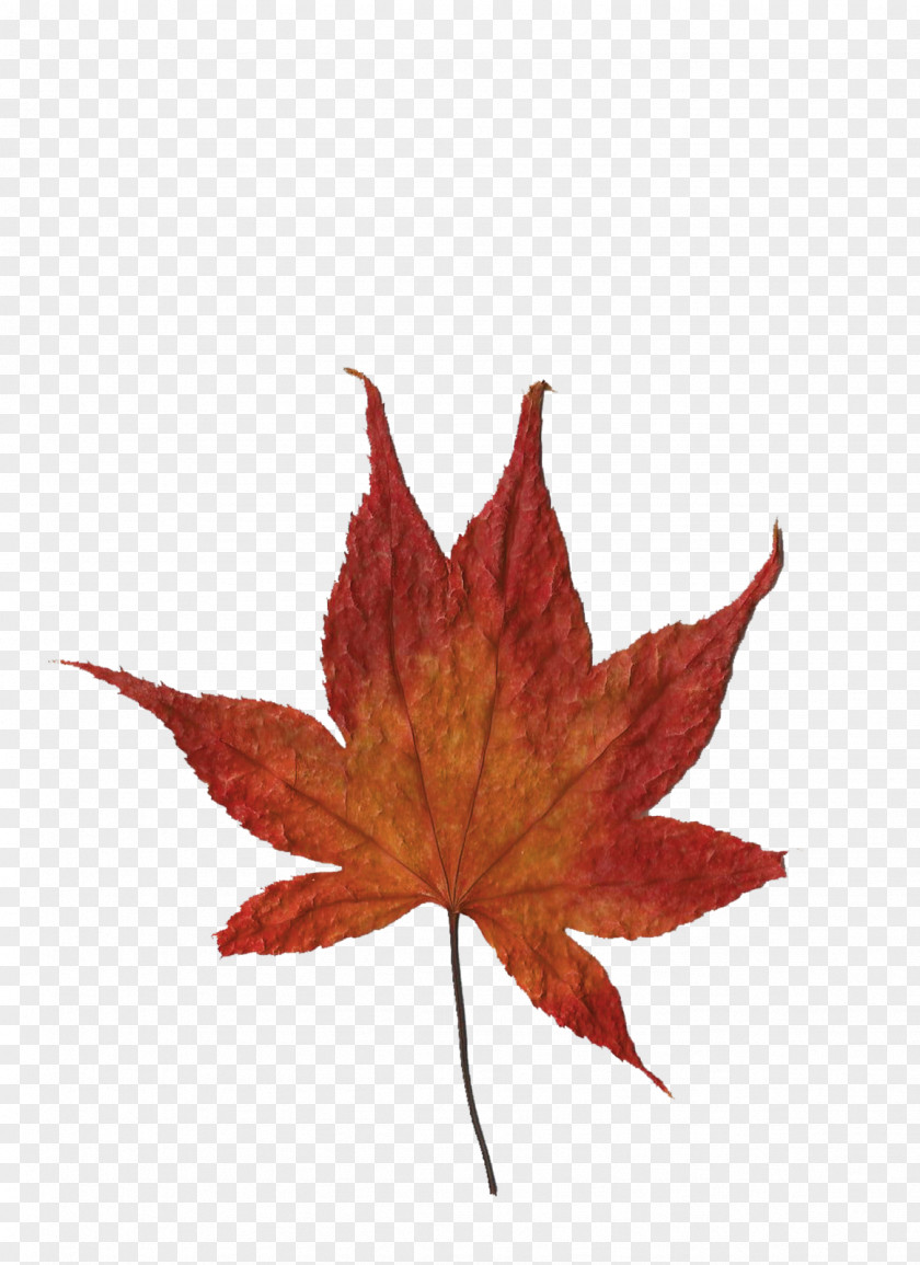 Leaf Maple Idea Cellular PNG