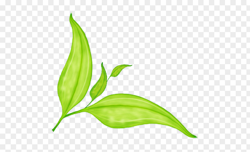 Leaves Pull Down Green PNG