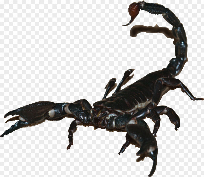 Scorpion Spider Emperor Insect Cockroach PNG