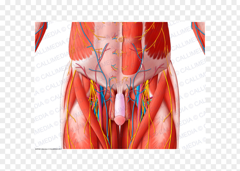 Superficial Temporal Nerve Muscle Blood Vessel Pelvis Anatomy PNG