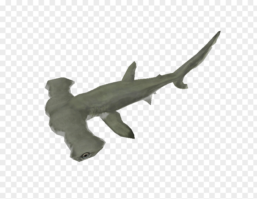 BABY SHARK Hammerhead Shark Chondrichthyes Fish Animal Figurine PNG