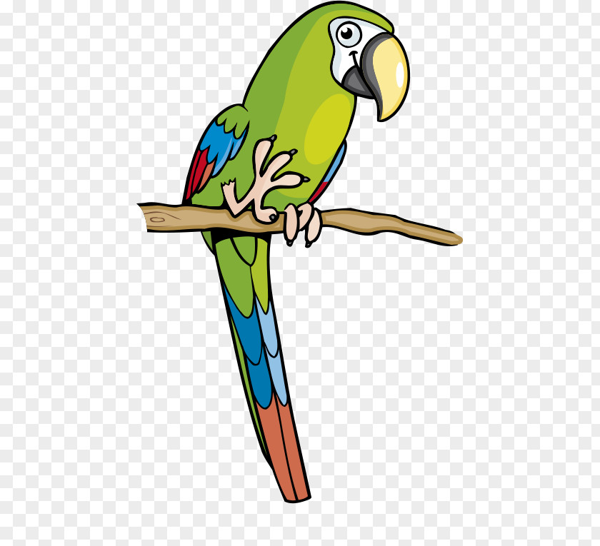 Cartoon Parrot Green Amazon Macaw Parakeet Clip Art PNG