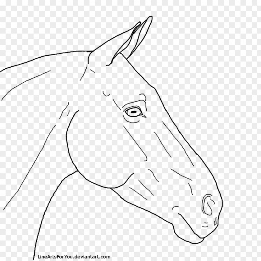 Horse Snout Line Art Mule Pony PNG