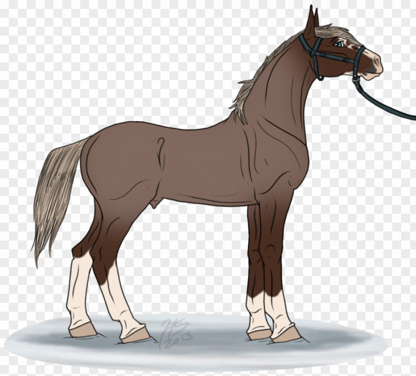 Mustang Mule Foal Stallion Pony Mare PNG