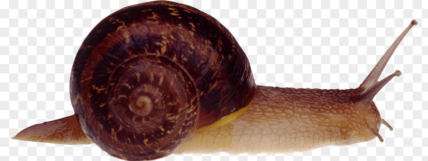 Snail Clip Art Image PNG