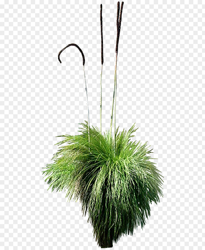 Vision Tree Grass Group Xanthorrhoea Plant DeviantArt PNG