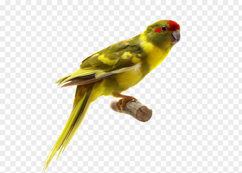 Yellow Parrot Bird PNG