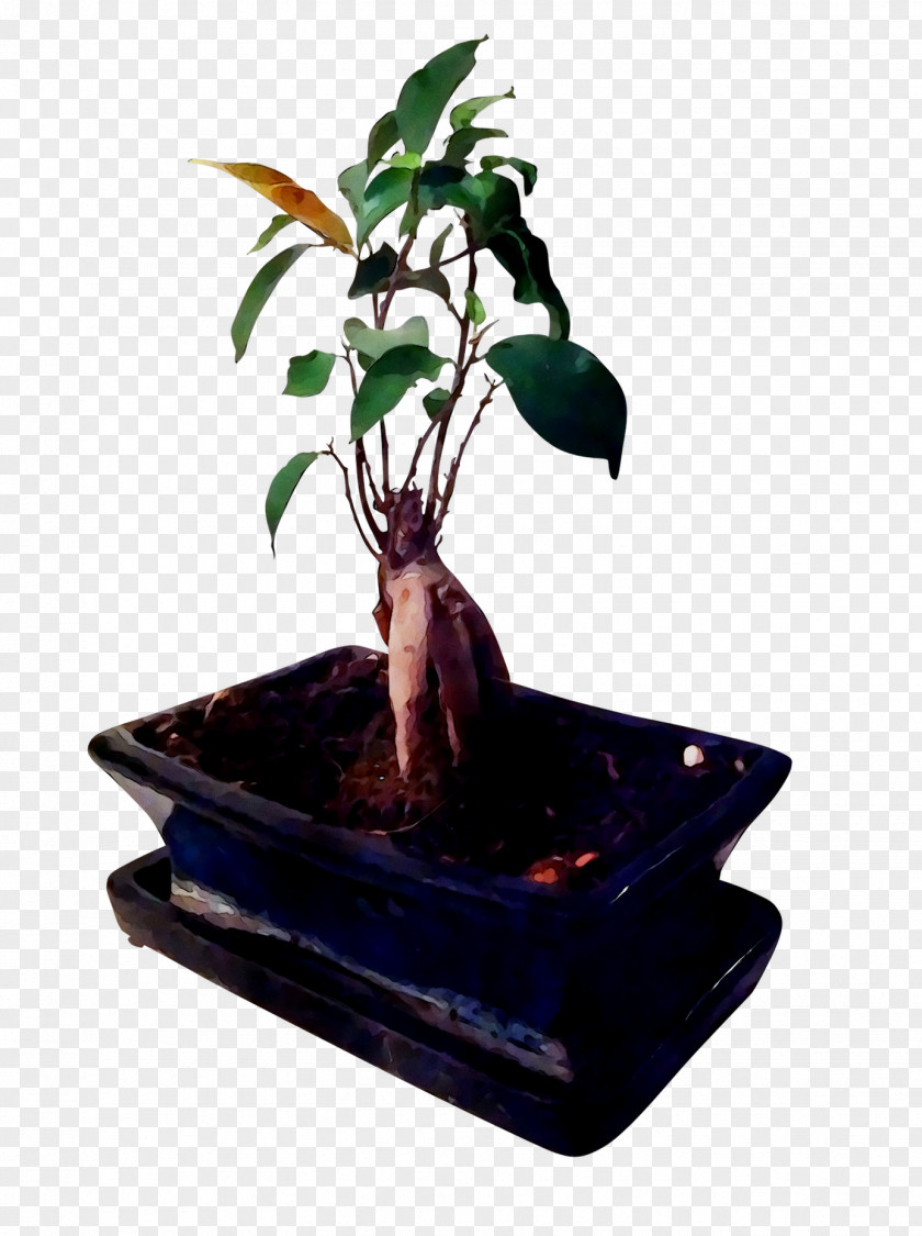 Chinese Sweet Plum Ficus Microcarpa Flowerpot Bonsai Retusa PNG