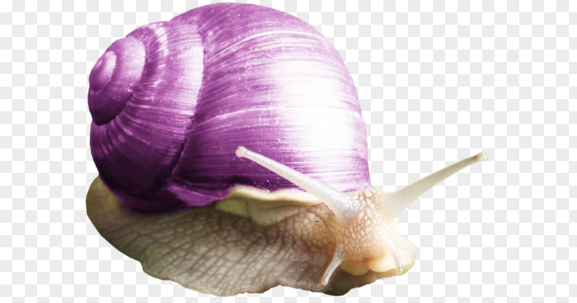 Free Snail Pull Material Purple Orthogastropoda Clip Art PNG