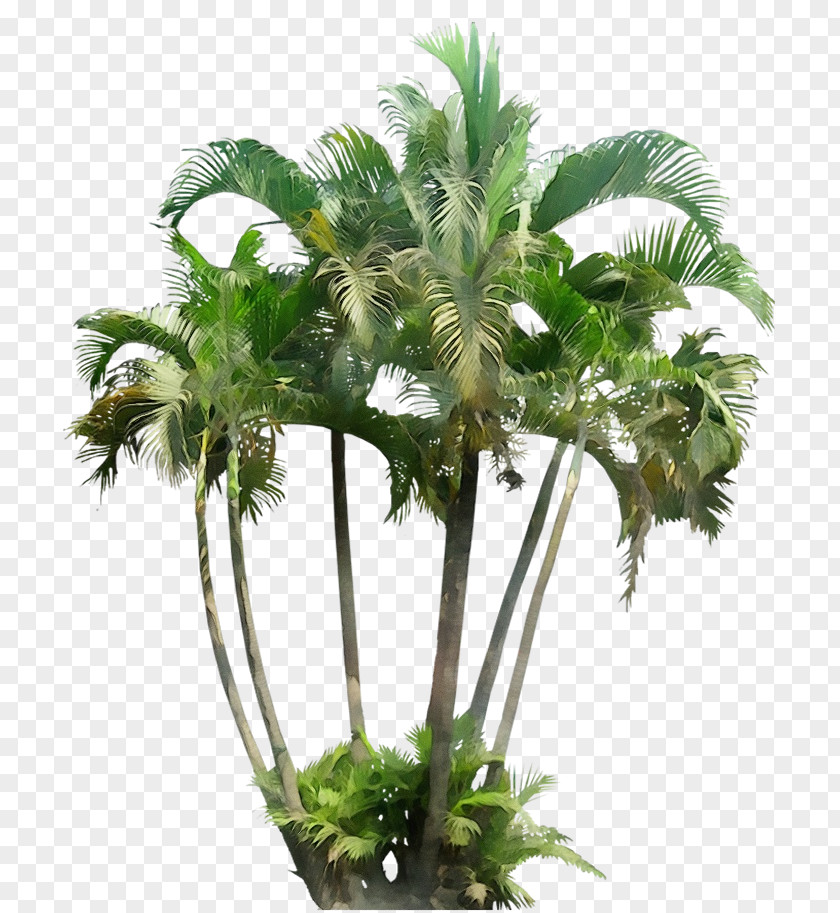 Palm Trees PNG