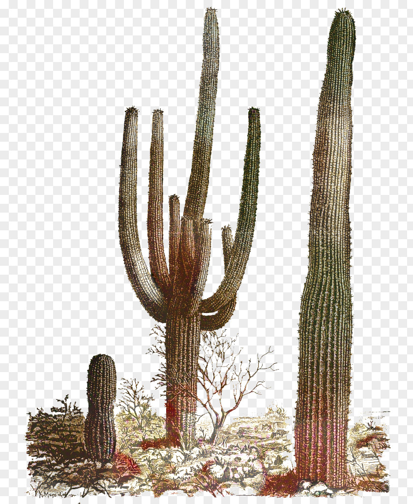Plant Stem Succulent Cactus Cartoon PNG