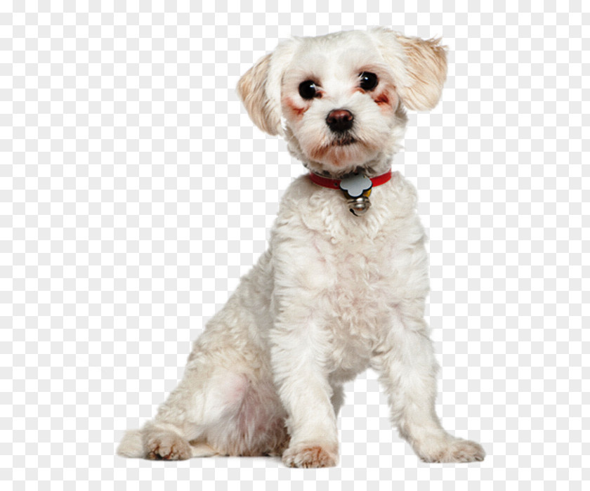 Puppy Maltese Dog Havanese Bolonka Cockapoo Schnoodle PNG