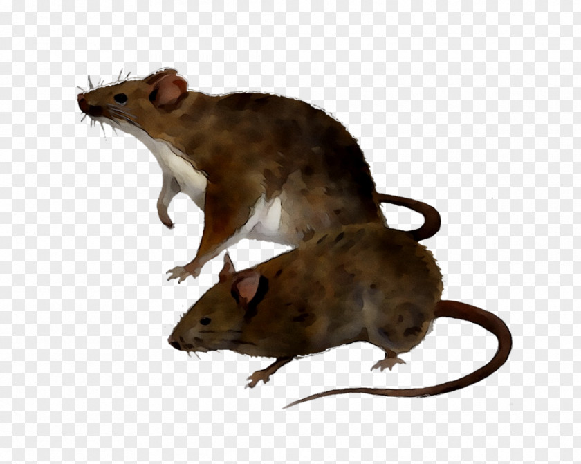 Rat Amazon.com Mus Mousetrap Electronic Pest Control PNG