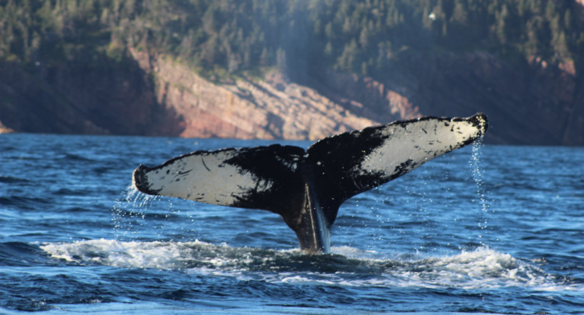 Whale Witless Bay Ecological Reserve Humpback Atlantic Puffin PNG