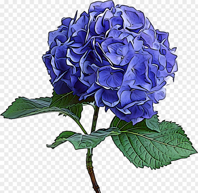 Cornales Petal Flower Flowering Plant Hydrangea Blue PNG