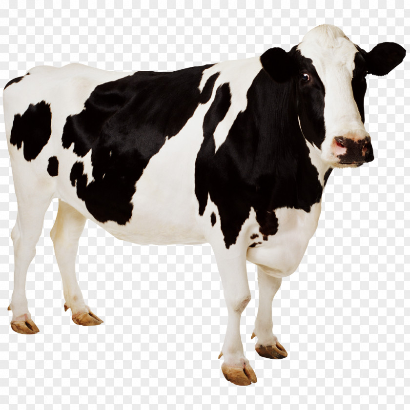 Cow Holstein Friesian Cattle Wallpaper Aurochs Desktop PNG