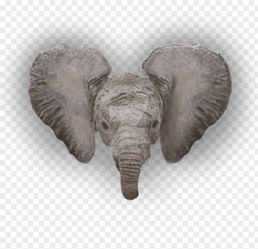 Elephant Head African Indian Terrestrial Animal PNG
