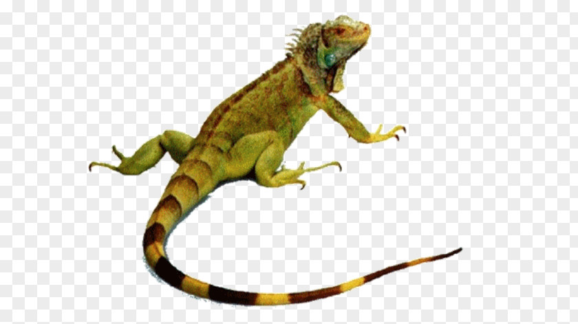 Ferramentas Reptile Lizard Chameleons Green Iguana Snake PNG