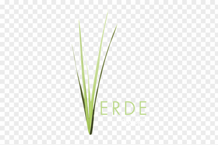 Lemongrass Commodity Leaf Plant Stem Line PNG