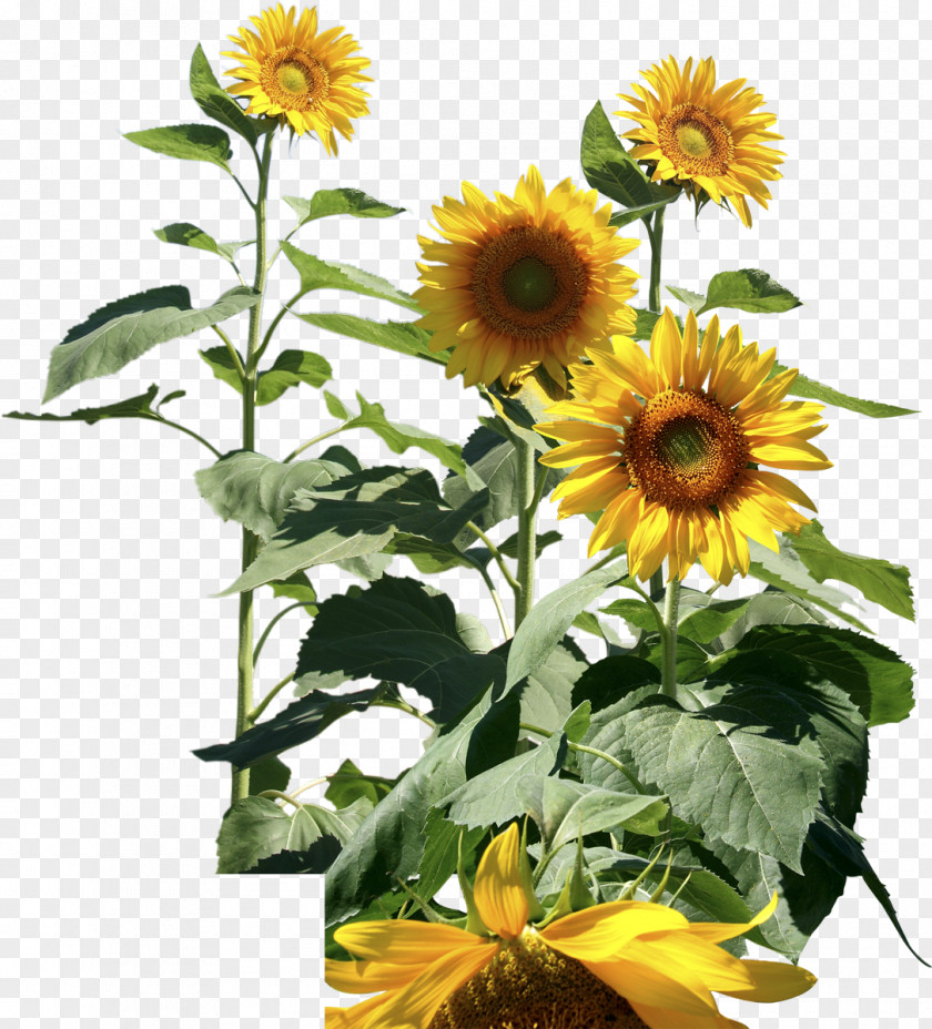 Sunflower National Informatics Centre Common Digital Library Government Of India PNG