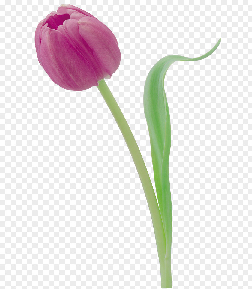 Tulip Flower Photography Digital Image PNG