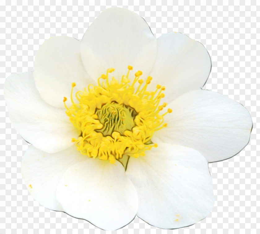 Windflower Wildflower Flower Petal White Yellow Plant PNG