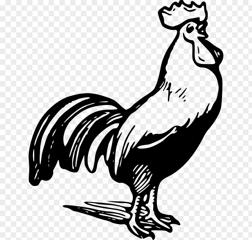 Chicken Outline Rooster Black And White Clip Art PNG