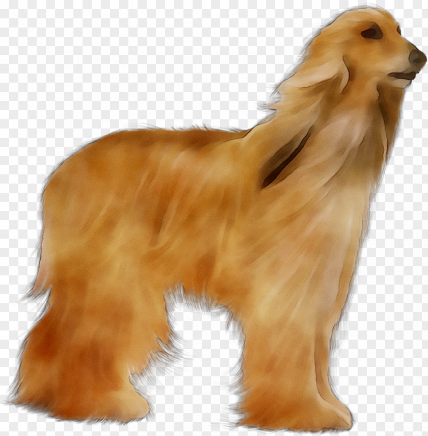 Dog Breed Afghan Hound Companion Afghanistan Fur PNG