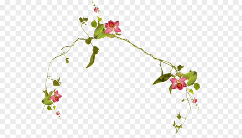 Flowering Plant Twig Flower Arranging PNG
