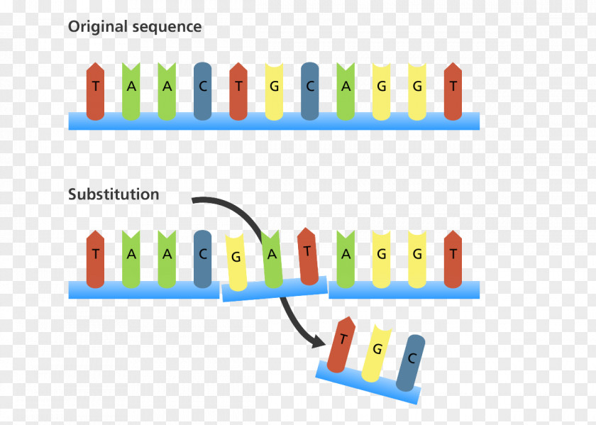Frameshift Mutation Insertion Point Genetics PNG