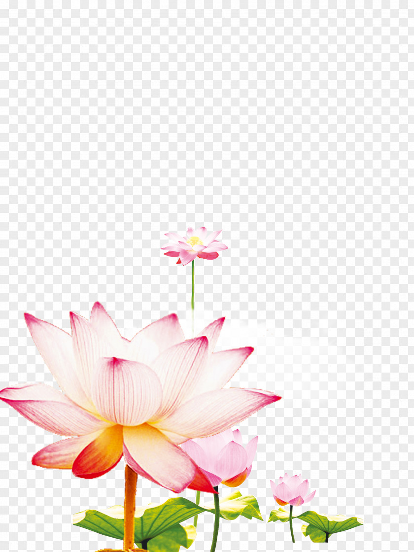 Lotus Rhyme Fresh Decoration Poster Design Xiazhi Computer File PNG