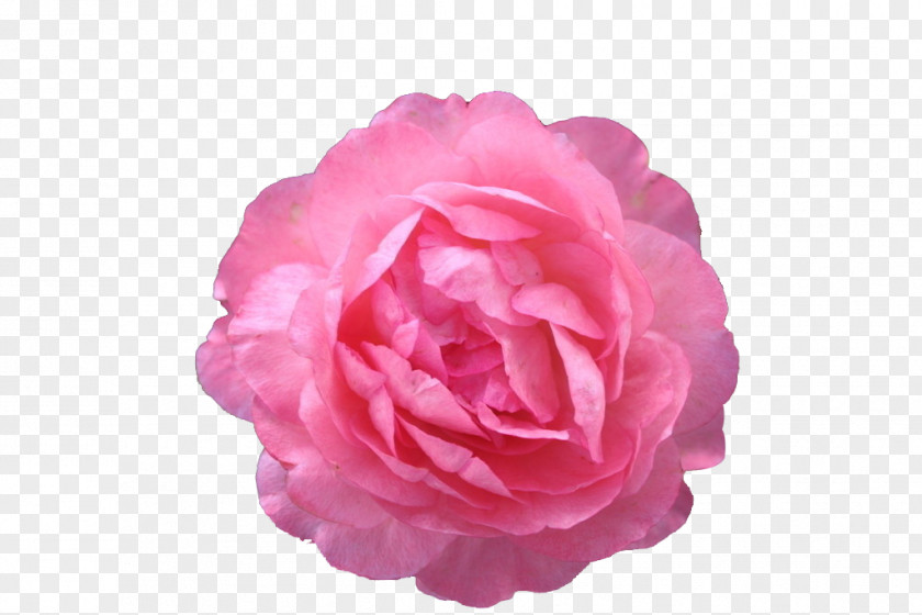 Peony Moutan Icon PNG