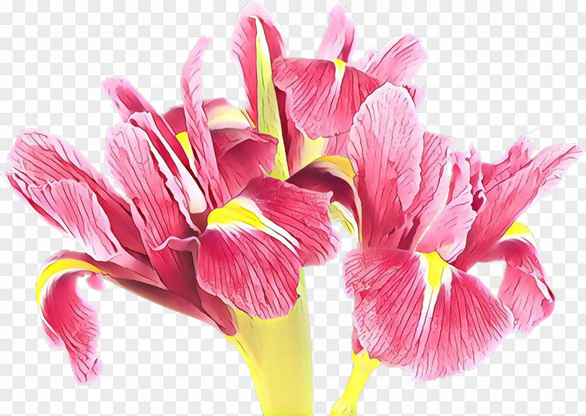 Perennial Plant Herbaceous Flowering Flower Petal Pink PNG