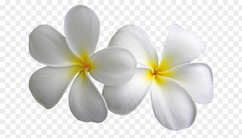 White Plumeria Jasmine Frangipani Desktop Wallpaper Clip Art Image PNG