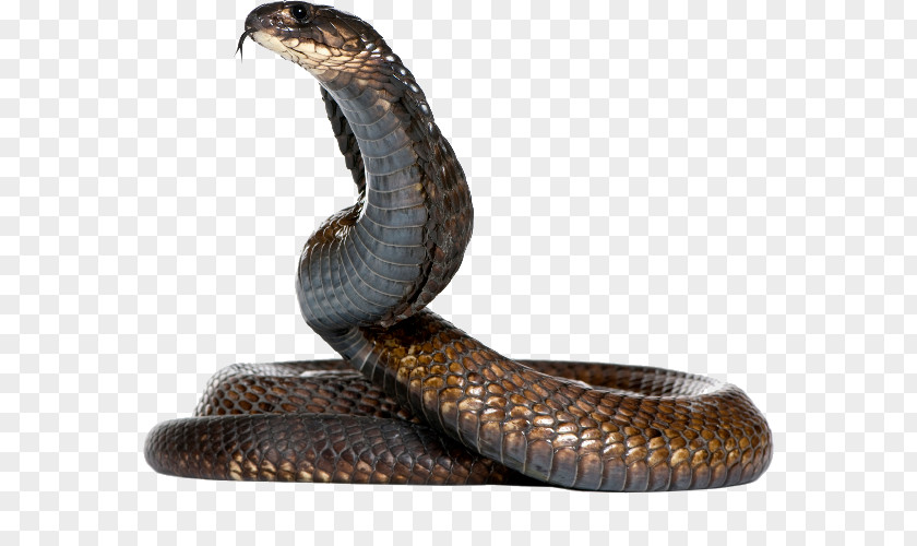 Cobra Snakes Snake King Egyptian PNG