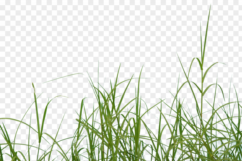 Feather Grass Dirt Clip Art Image Lawn PNG
