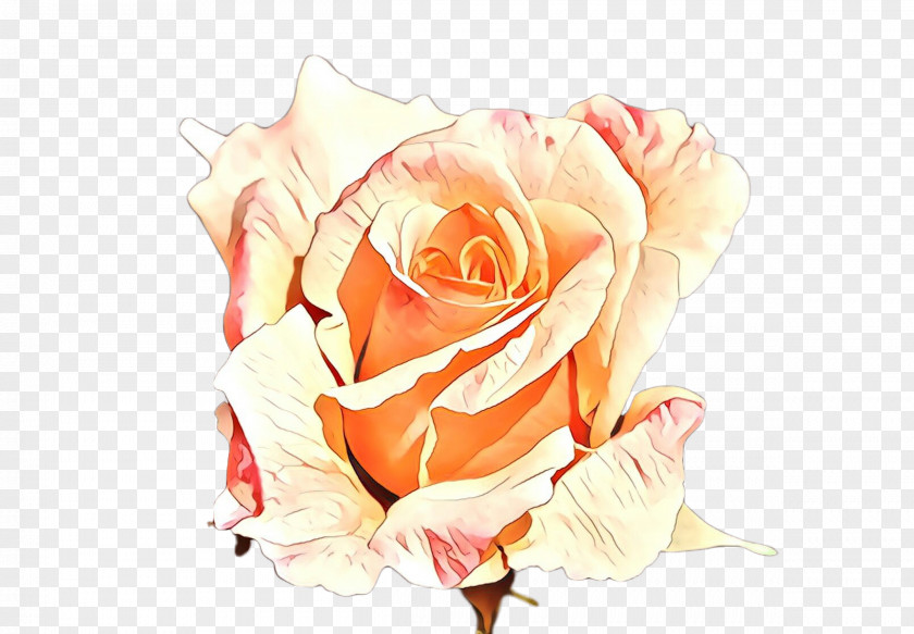 Garden Roses PNG