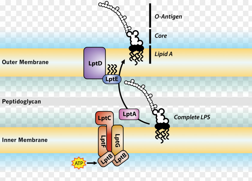 Membrane Transport Protein Endotoxin Cell Bacterial Outer Gram-negative Bacteria PNG