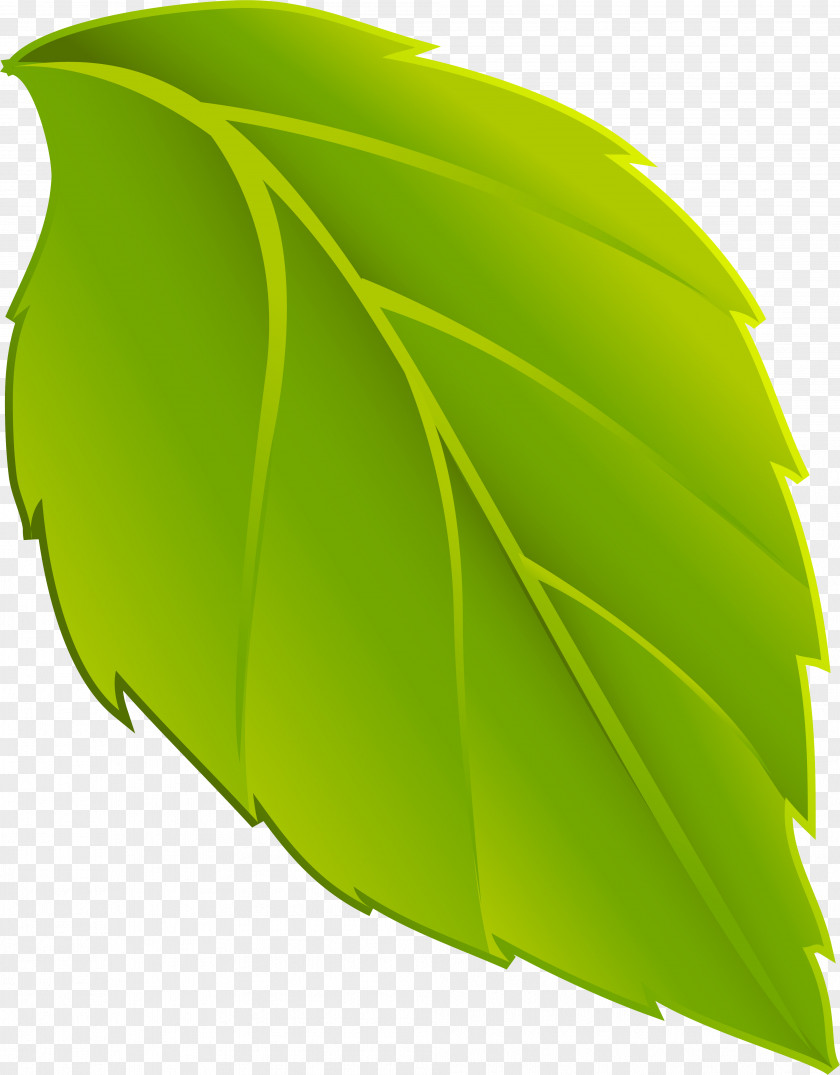 Persimmon Leaf Animation Plant PNG