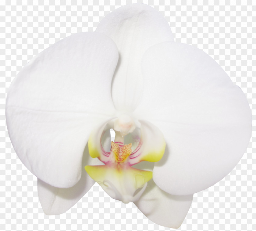 Vanilla Cliparts Moth Orchids Flower Clip Art PNG